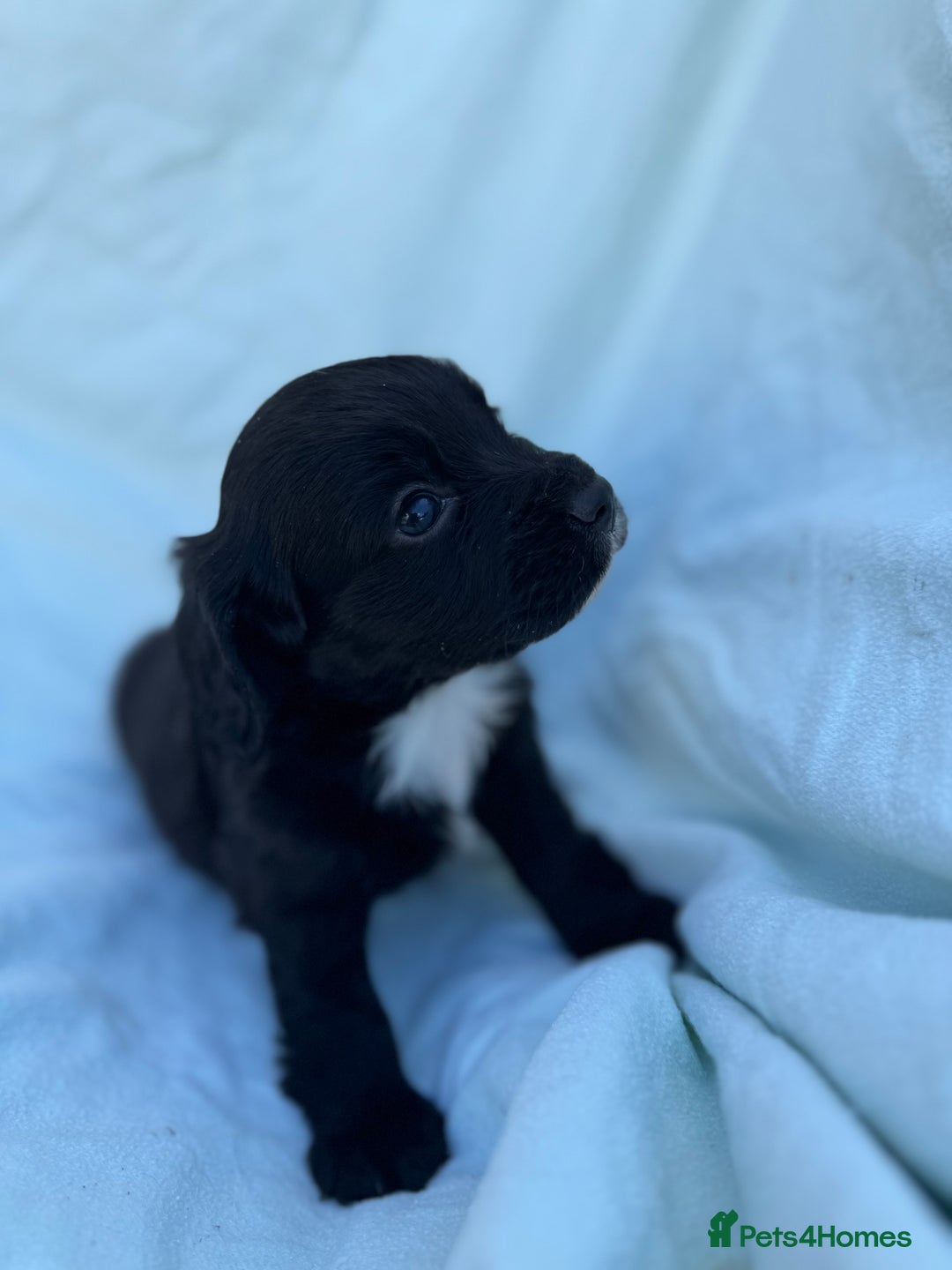 Cocker Spaniel dogs for sale: Beautiful cocker spaniels puppies for sale - Image 17