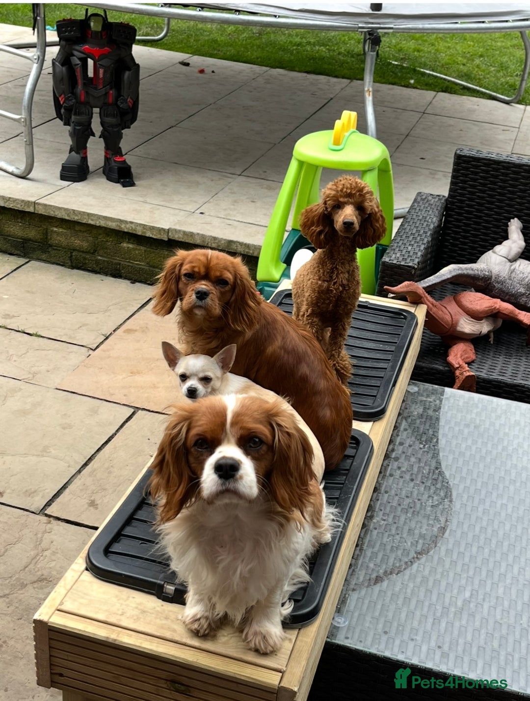 Cavapoo dogs for sale: READY NOW!! F1 Cavapoos  - Image 9