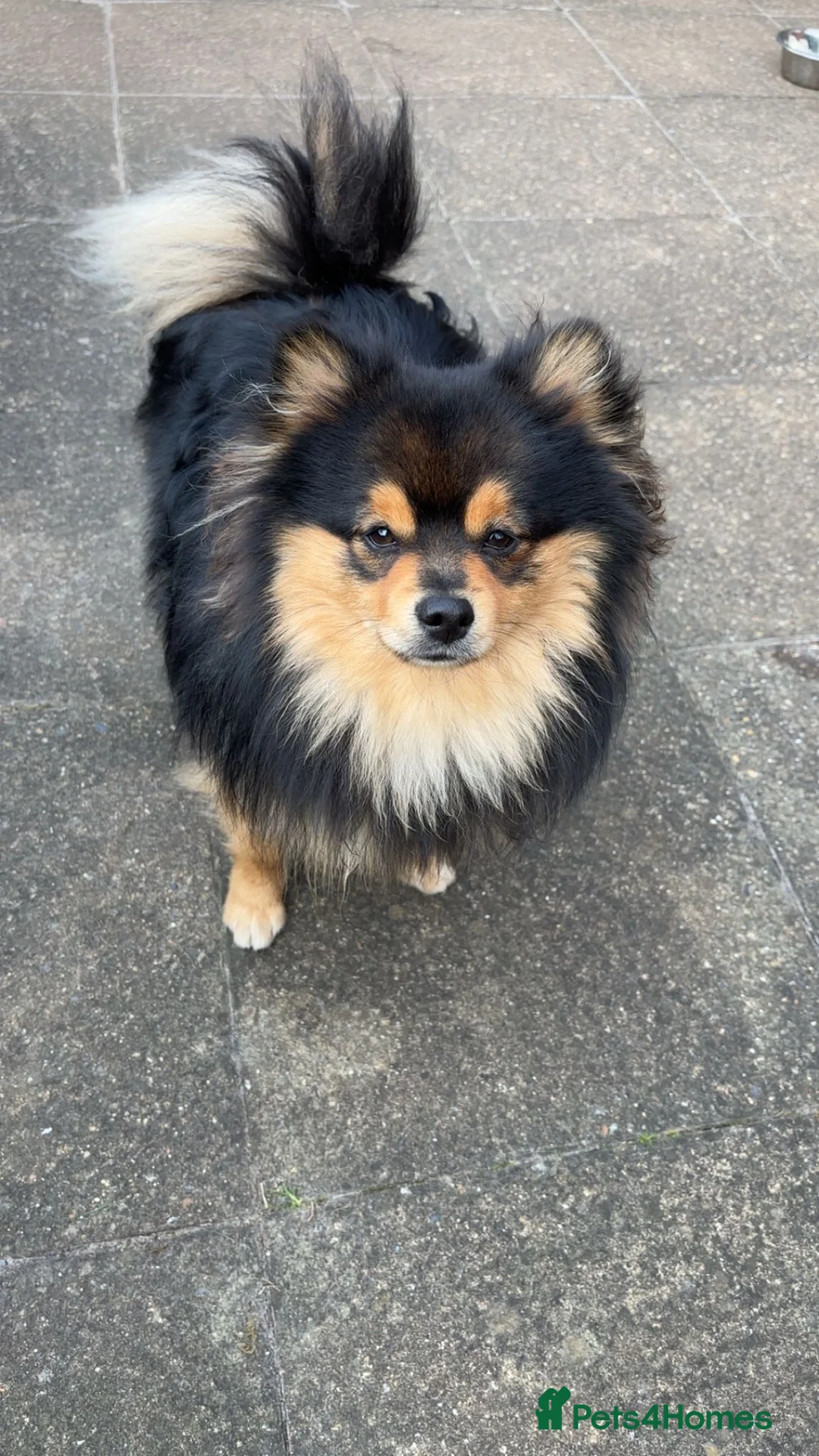 Pomeranian dogs for stud: Pomeranian for stud - Advert 3