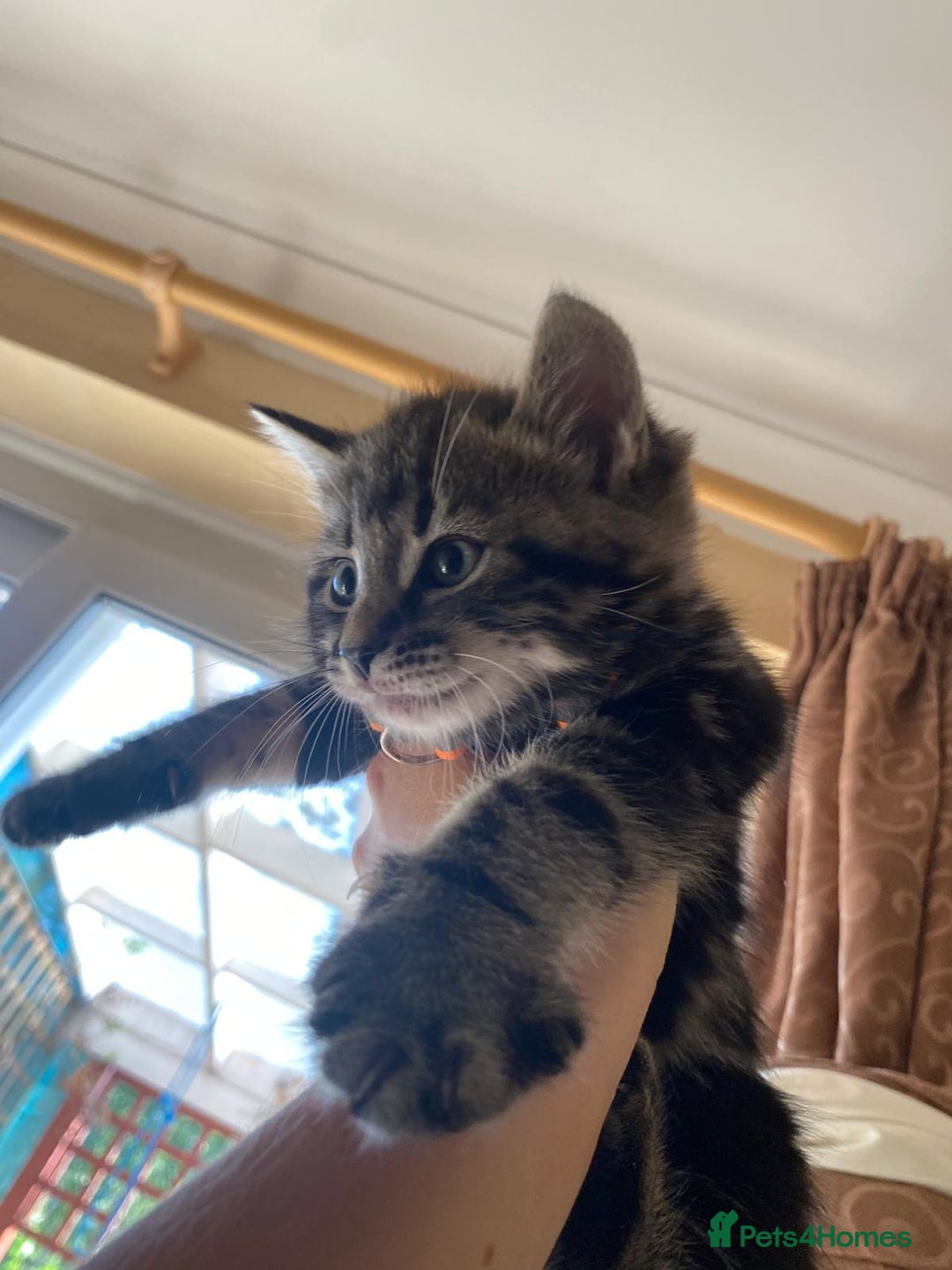 Domestic Shorthair cats for sale: Beautiful, friendly, playful &healthy kittens - Image 5