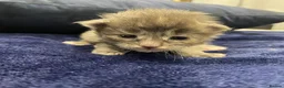 Maine Coon cats for sale: Main coon kittens - Advert 8