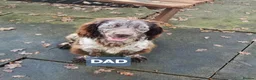 Cocker Spaniel dogs for sale: Cocker spaniel puppy  in Goole - Advert 7
