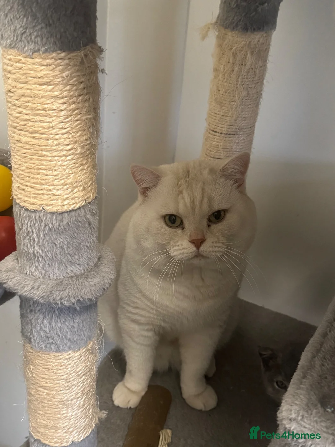 British Shorthair cats for sale: British Shorthair Cream Boy - Advert 3