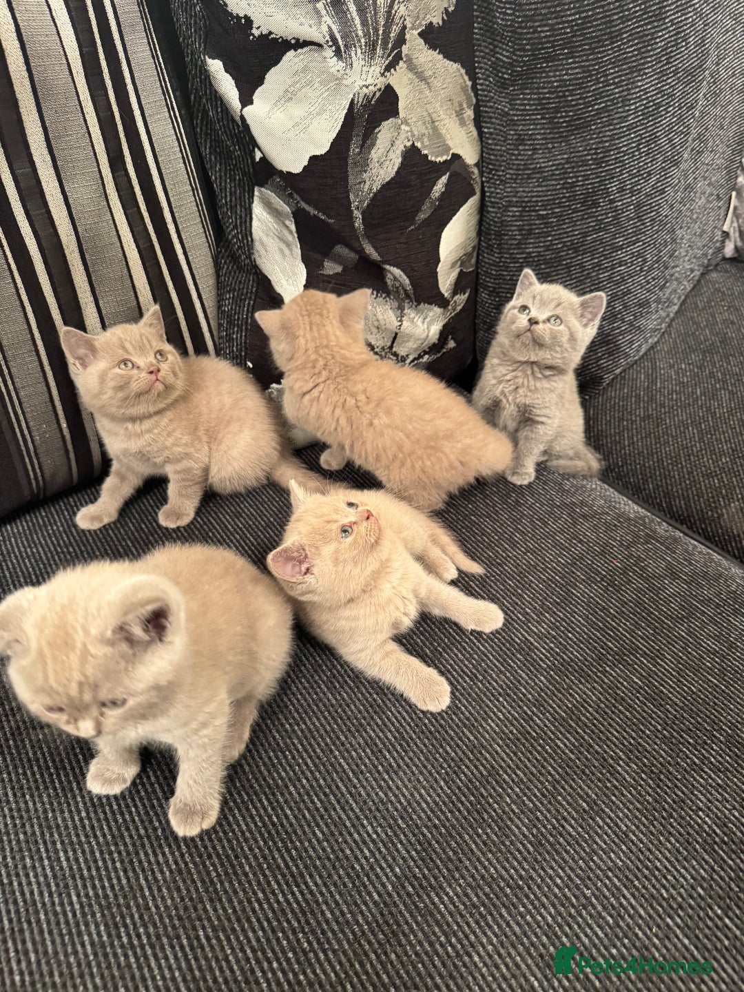 British Shorthair cats for sale: Lovely British shorthair Kitten  - Advert 12