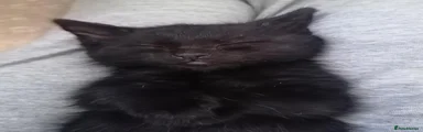 Mixed Breed 2