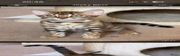 Bengal cats for sale: Male Bengal Kittens for sale - Advert 26
