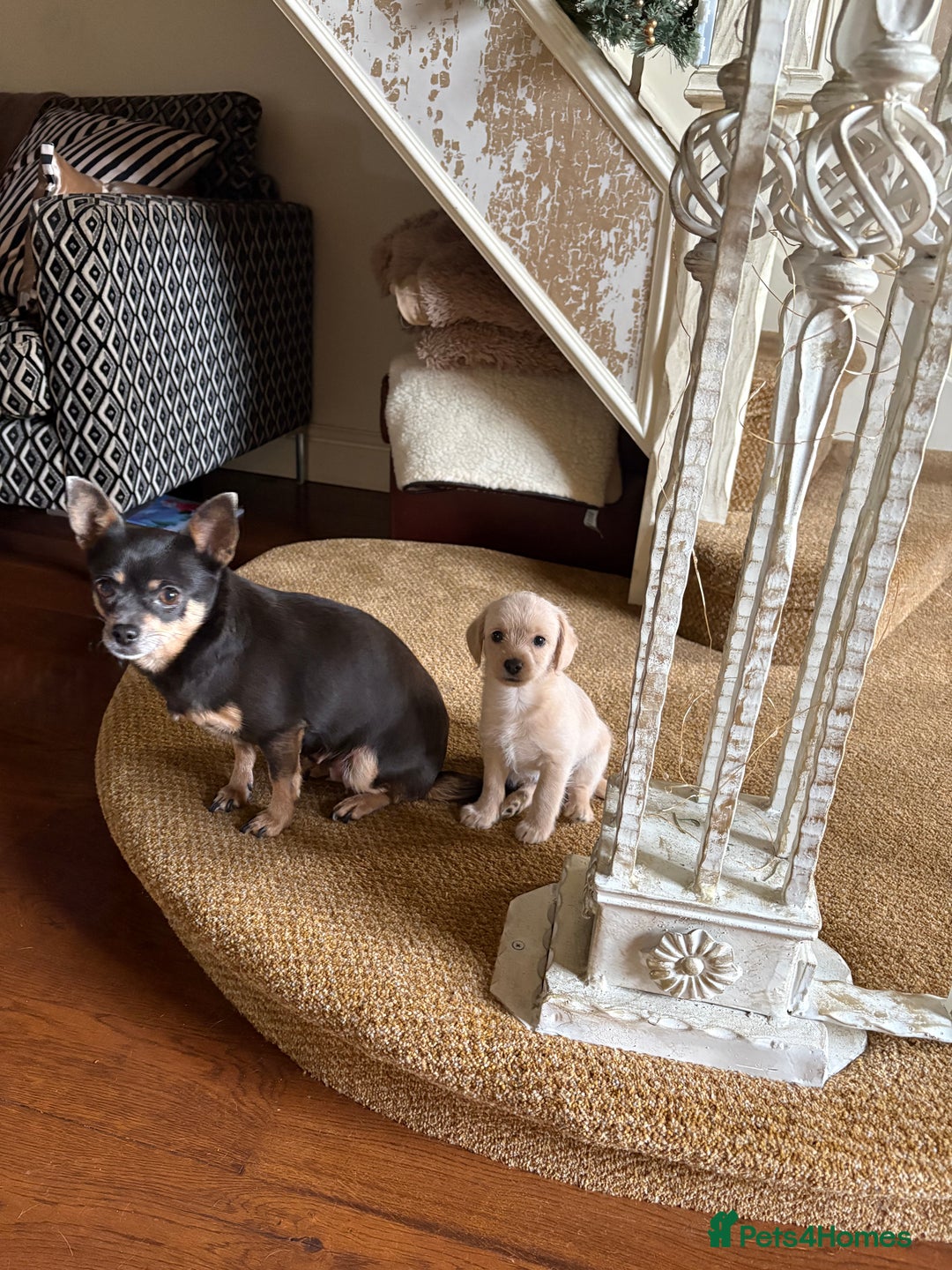 Chipoo dogs for sale: Chipoo - Advert 4