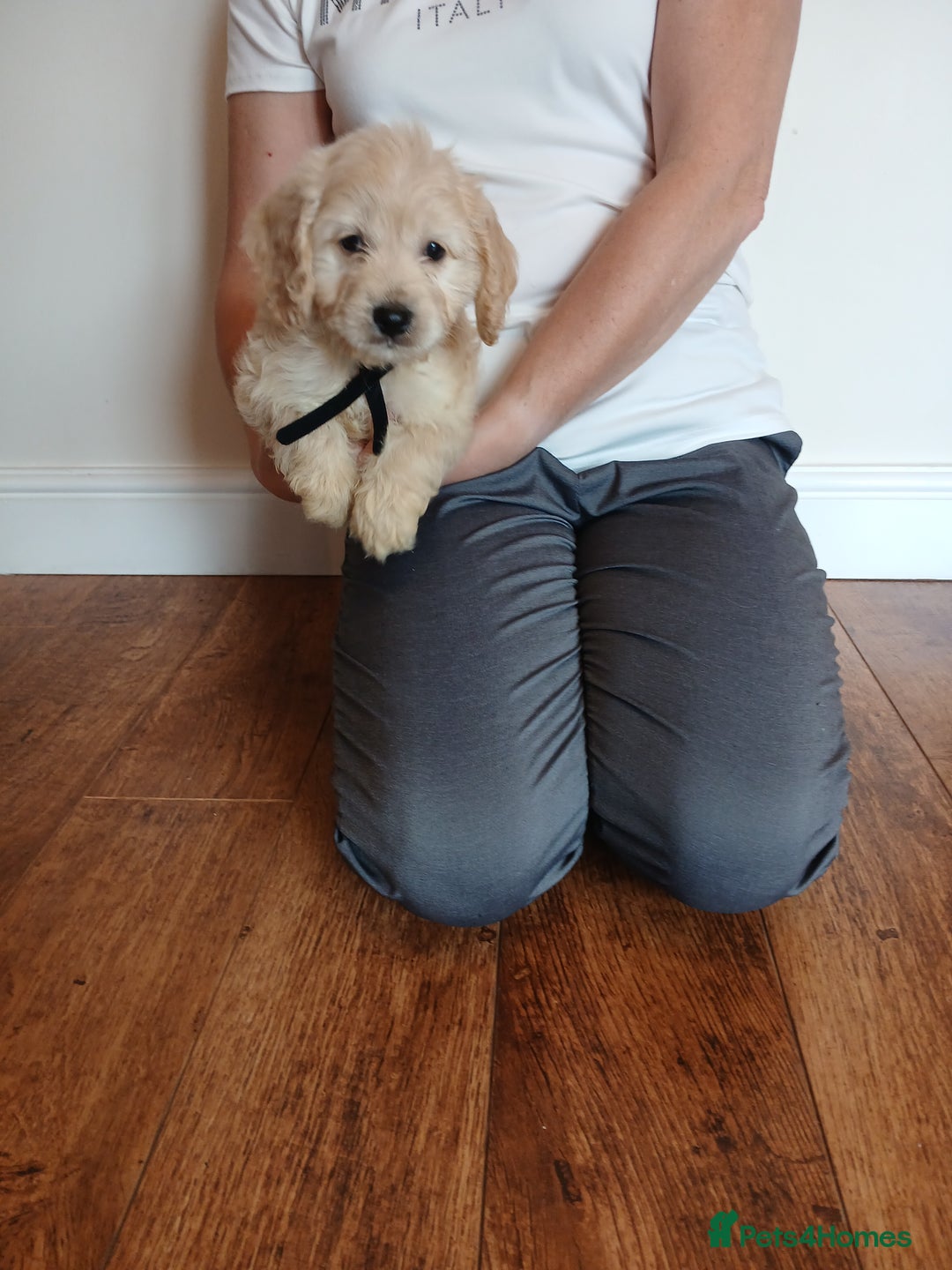 Cockapoo dogs for sale: Cockapoo puppies  - Image 13