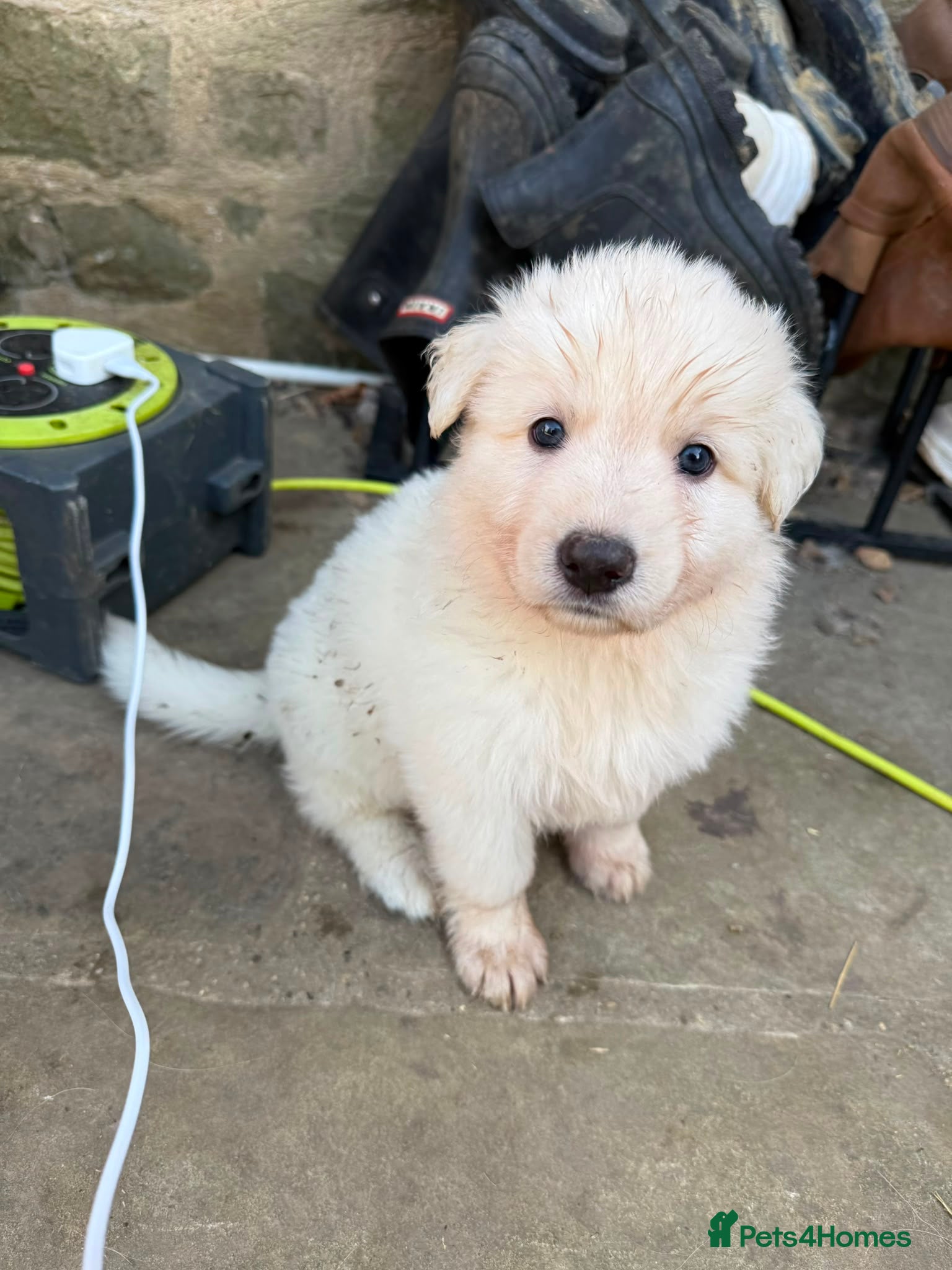 German Shepherd dogs Outstanding KC White long haired GSD pups  - Advert 2