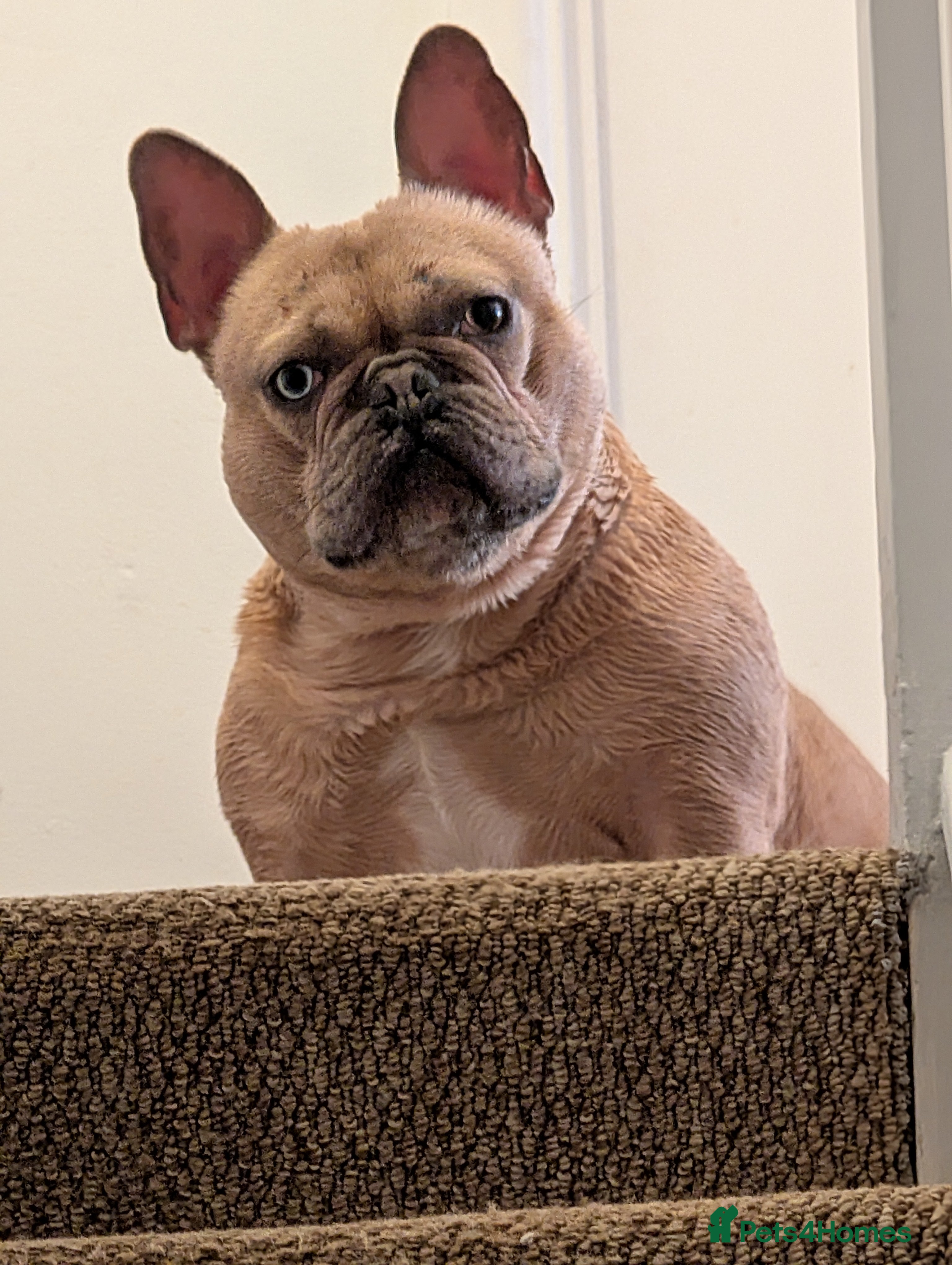 French Bulldog dogs French Bulldog Mearle  - Advert 5