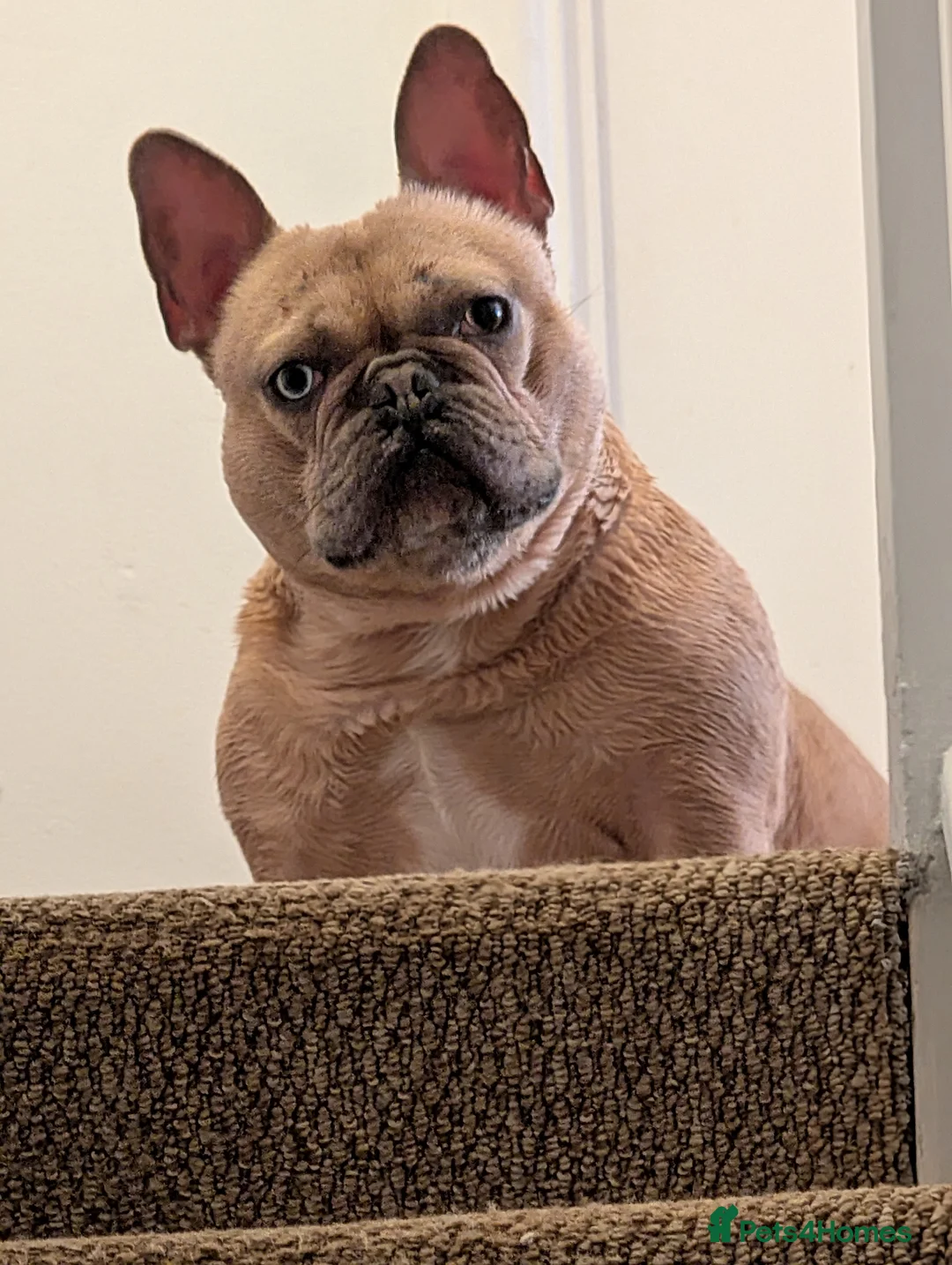 French Bulldog dogs for sale: French Bulldog Cream Blue Merle  - Advert 1