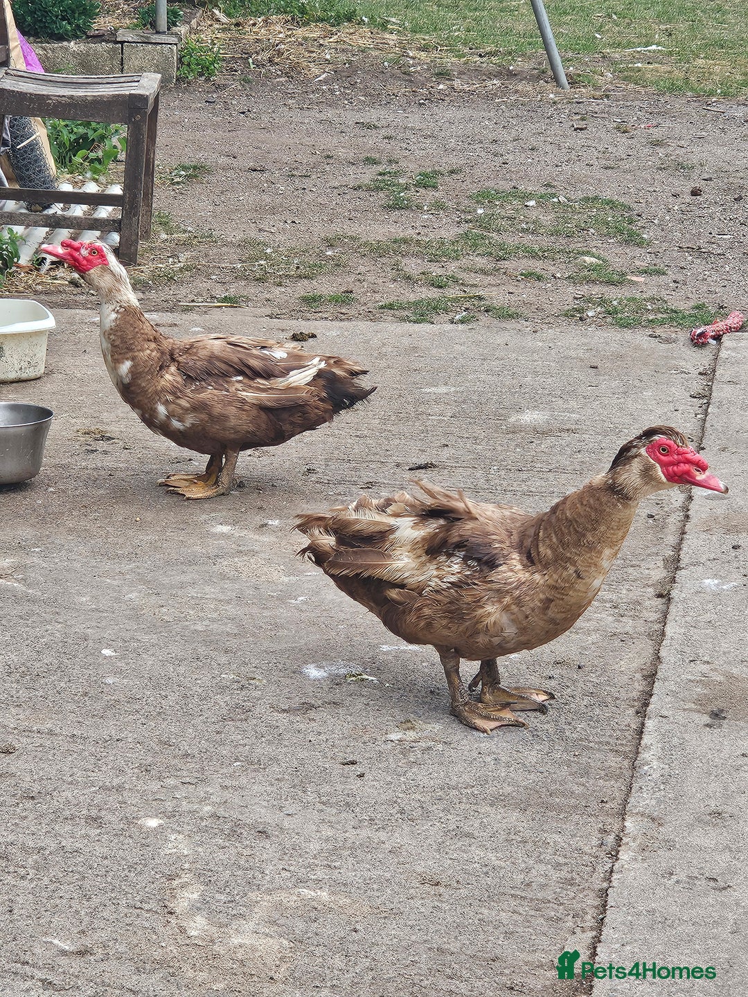 Ducks poultry for sale: Lovely muscovy drakes  - Image 4