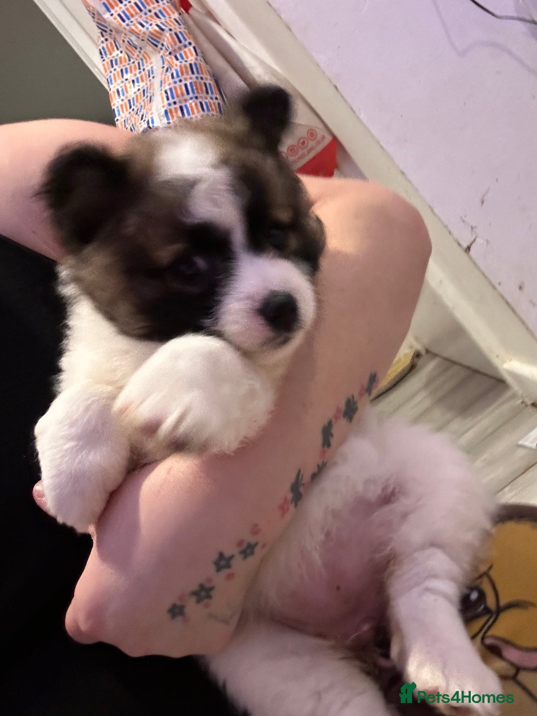 Mixed Breed dogs for sale: German spitz cross - Advert 7