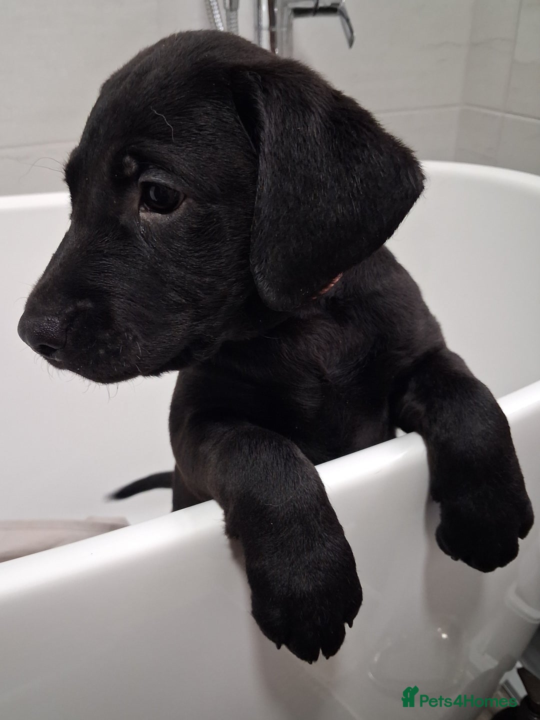 Labrador Retriever dogs for sale: Excellent KC Registered working Black Lab pups  - Image 19