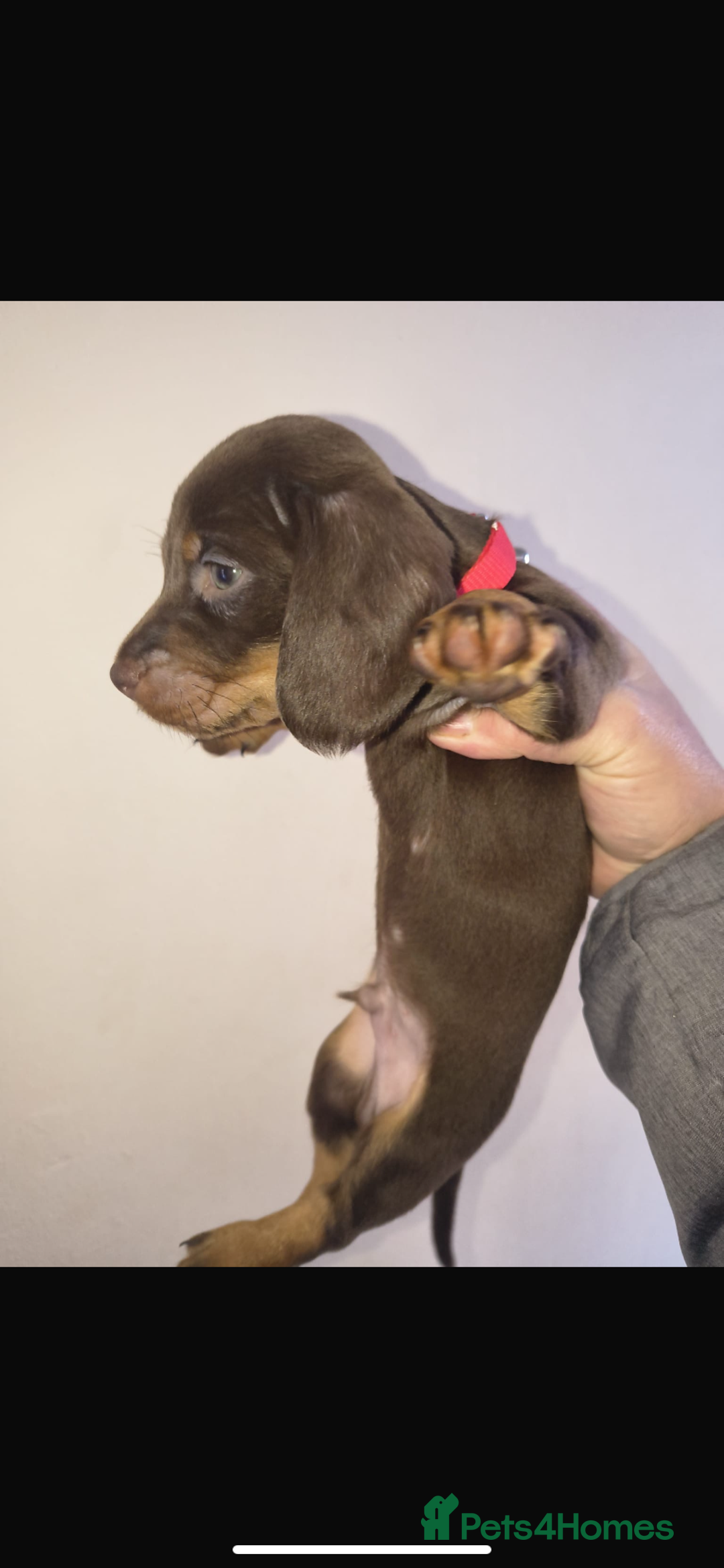 Dachshund dogs for sale: 6 miniature dauchund puppies for sale  - Advert 12