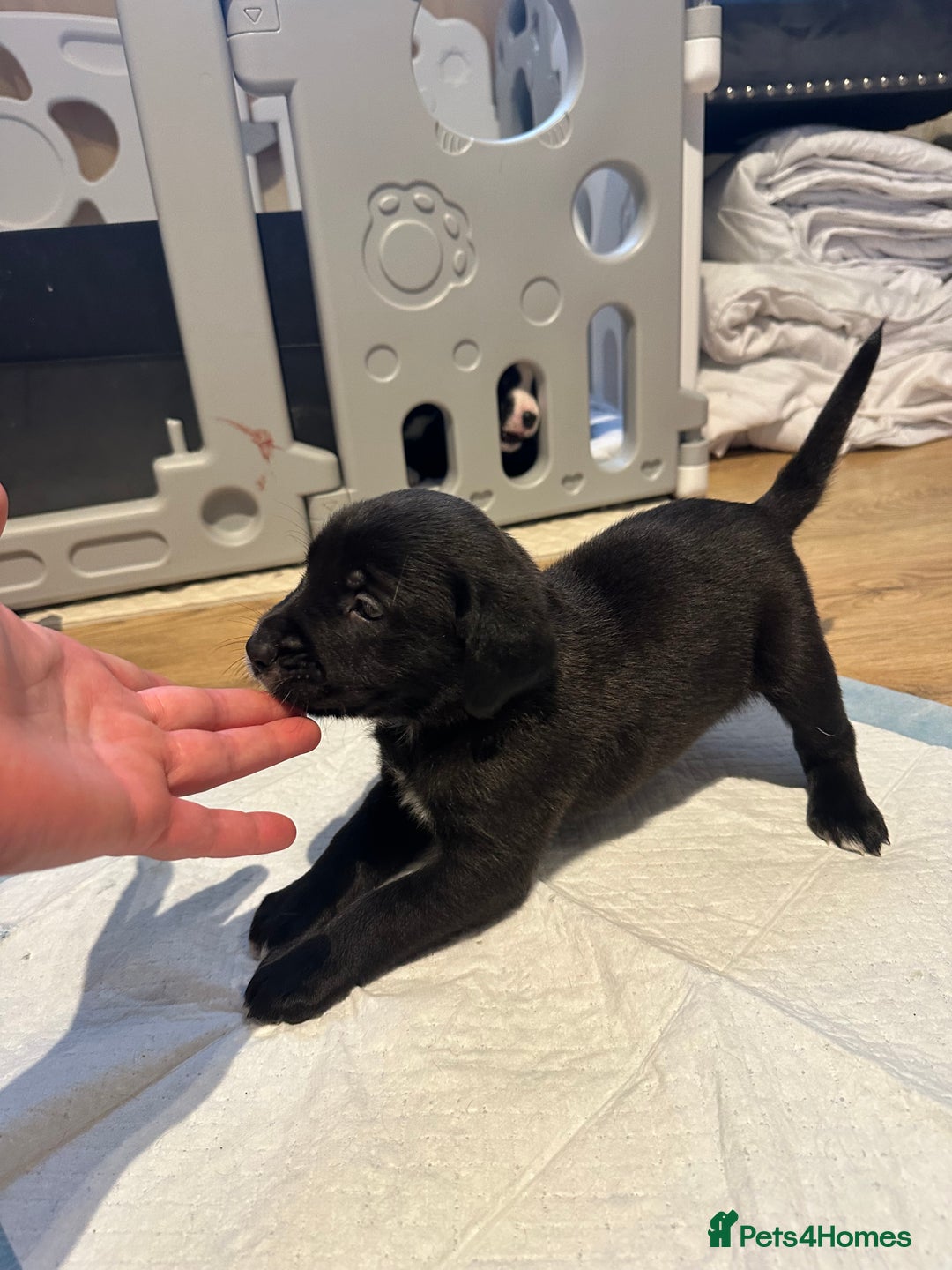 Mixed Breed dogs for sale: Lab- Cane Corso Puppies Looking for Loving Homes - Advert 18