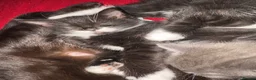 Mixed Breed cats for sale: Mixed breed kittens  - Advert 12