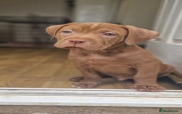 Mixed Breed dogs for sale: cane corso x mastiff pups for sale - Image 2
