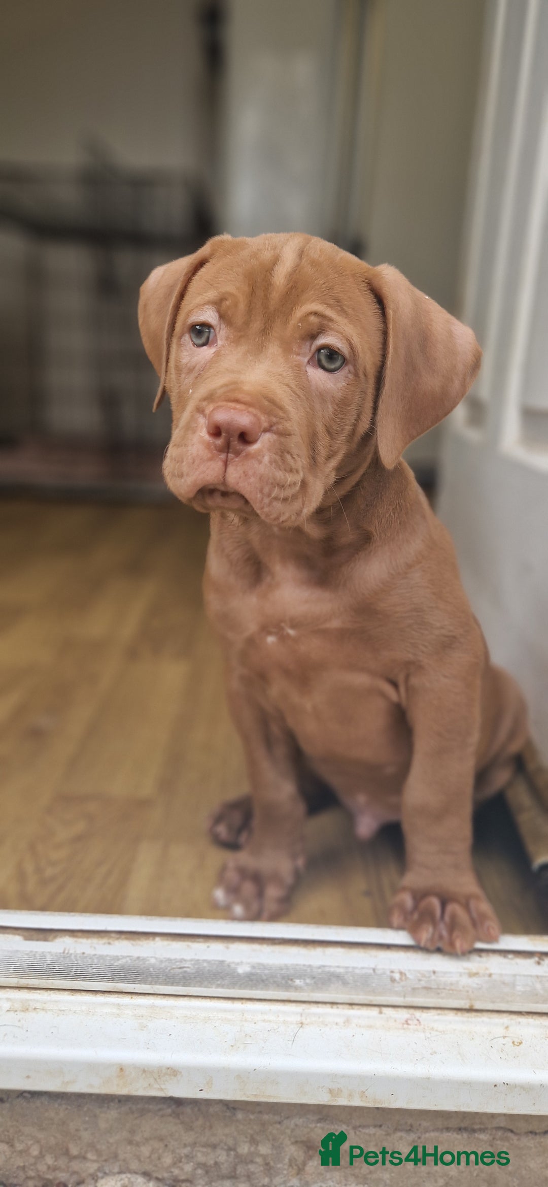 Mixed Breed dogs for sale: cane corso x mastiff pups for sale - Image 2