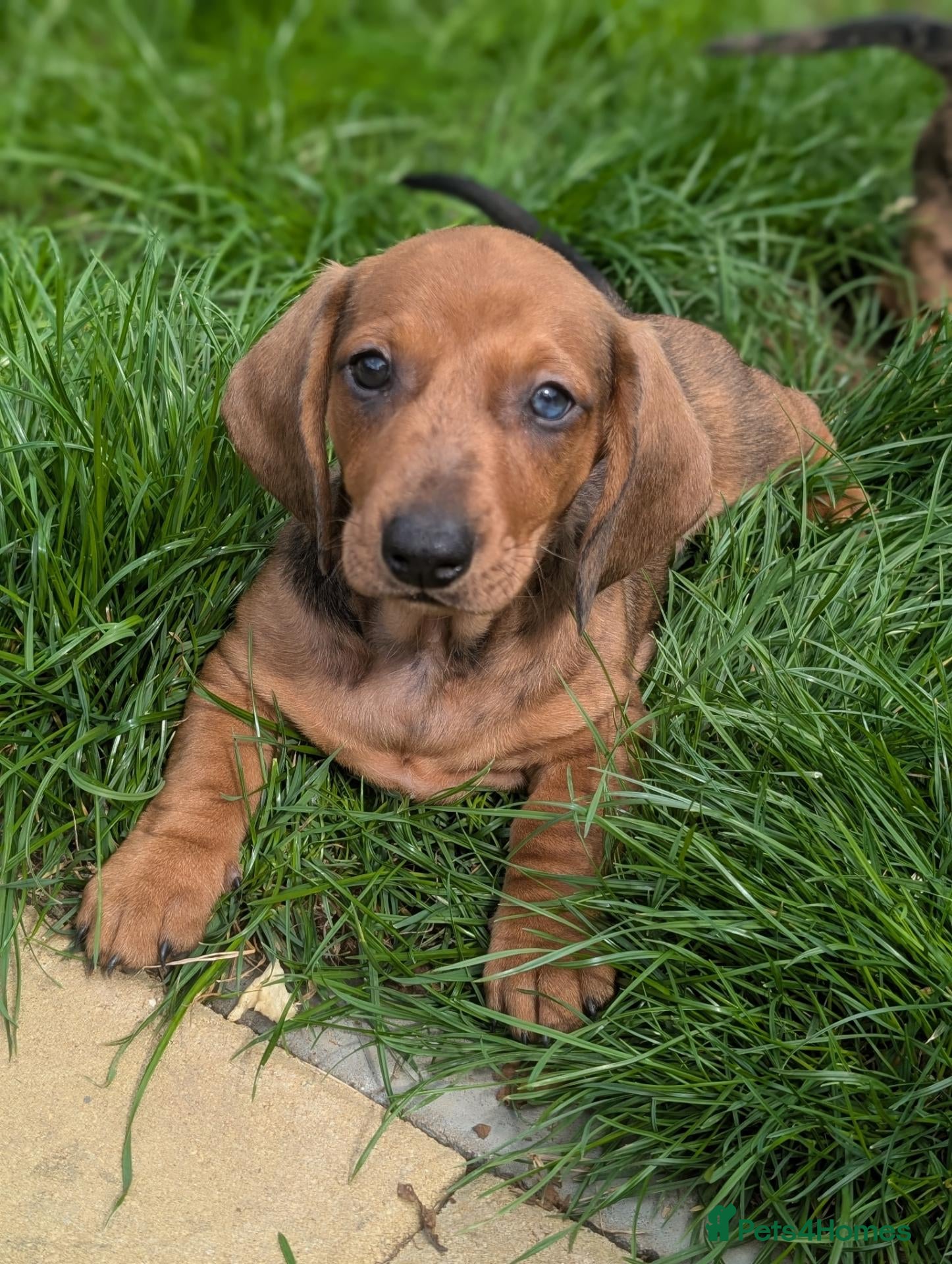 Dachshund dogs Champion Line Standard Dachshund  - Advert 1