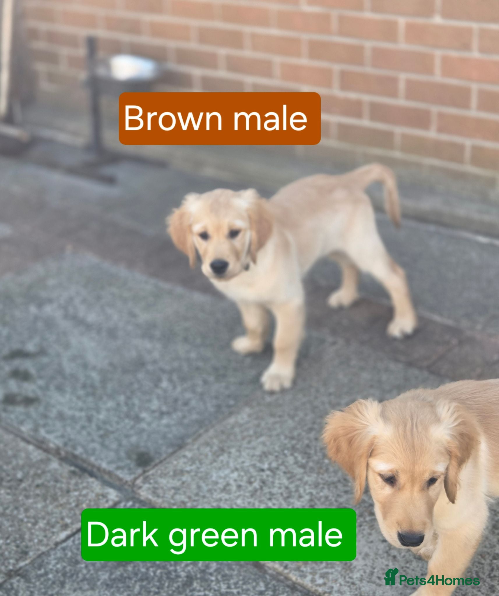 Golden Retriever dogs Beautiful golden retrivers - Advert 2