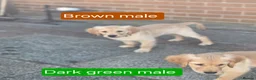 Golden Retriever dogs for sale: Beautiful golden retrivers - Advert 2