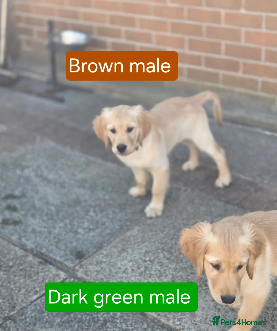 Golden Retriever dogs for sale: Beautiful golden retrivers - Advert 2