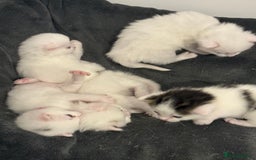 Mixed Breed cats for sale: Mixed snowshoe kitten - Image 2