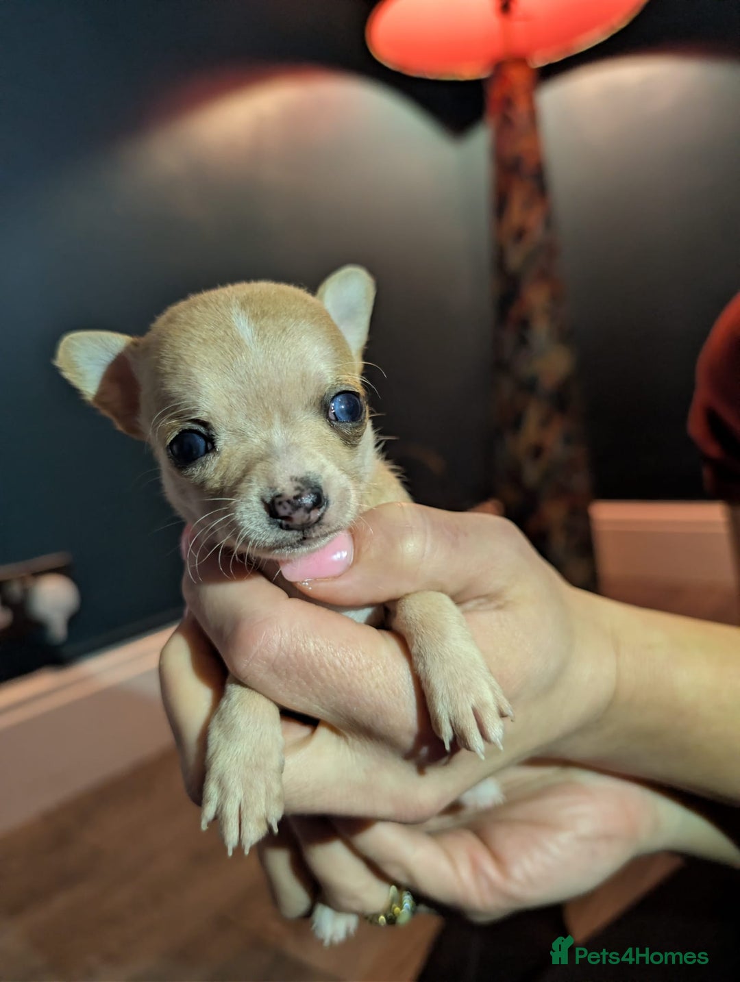 Chihuahua dogs for sale: GORGEOUS LONGHAIRED MERLE CHIHUAHUAS  - Advert 16