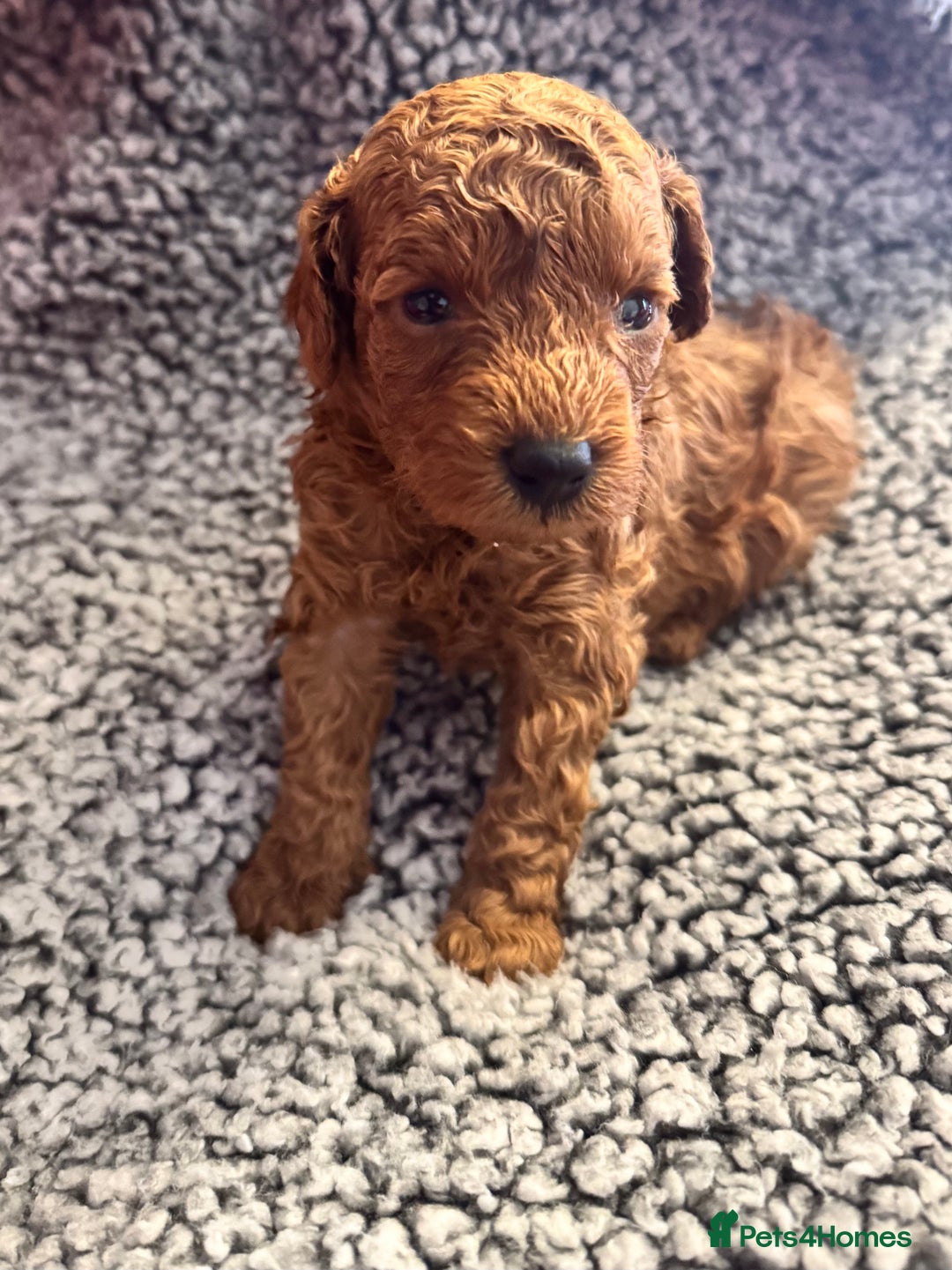 Toy Poodle dogs for sale: KC Registered Red Toy Poodle Puppies - Image 14