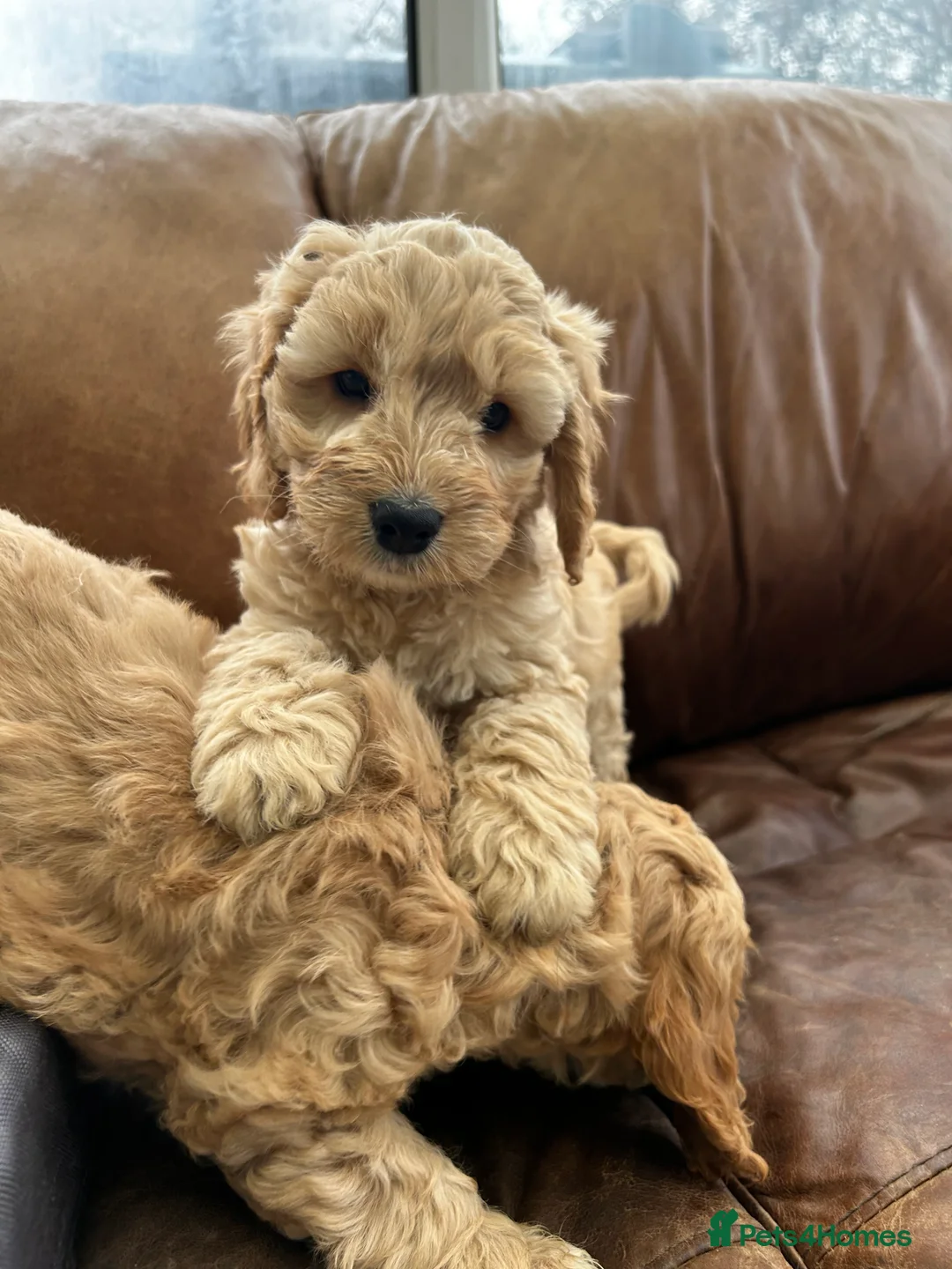Cockapoo dogs for sale: READY TO GO 3 Golden Cockapoos  - Advert 3