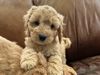 Cockapoo dogs READY TO GO 3 Golden Cockapoos - Advert 1