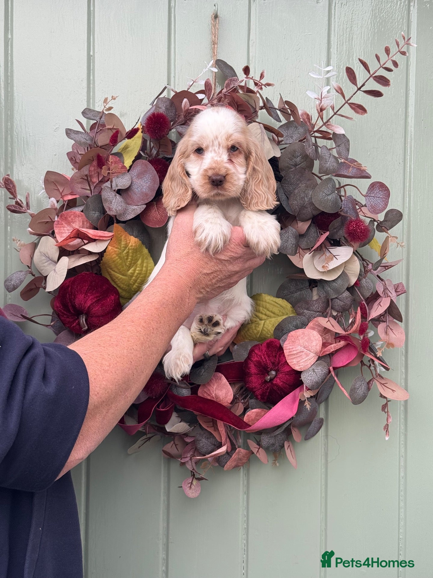 Cocker Spaniel dogs 1 girl show type kc reg cocker spaniels puppies - Advert 1