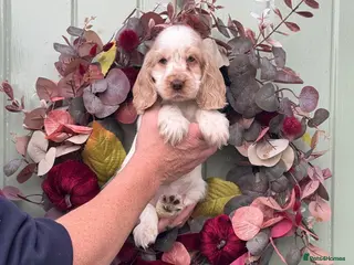 Cocker Spaniel dogs 1 girl show type kc reg cocker spaniels puppies - Advert 1