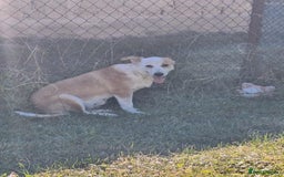 Mixed Breed dogs for adoption: Lynda is looking for a home! - Image 8