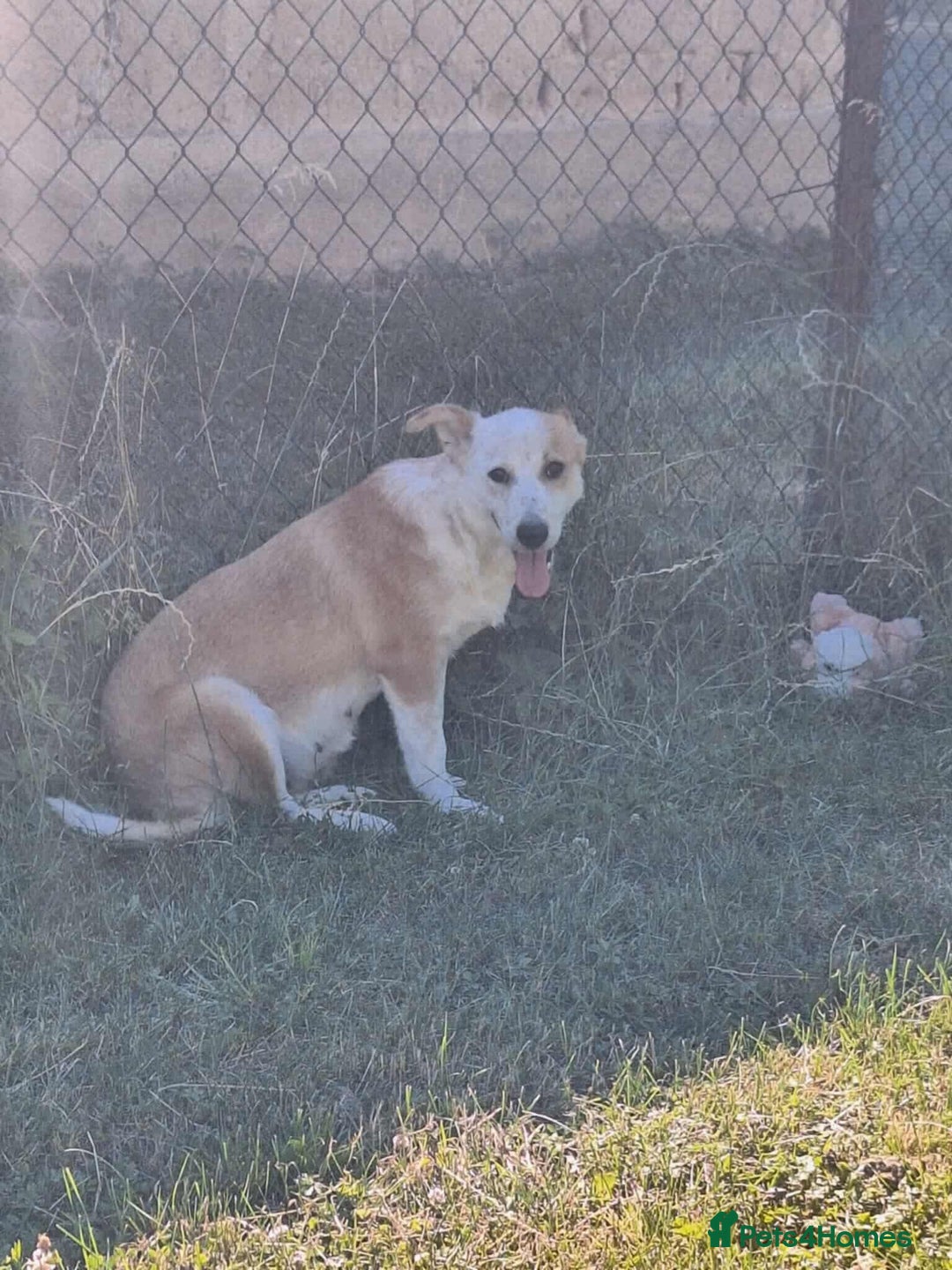 Mixed Breed dogs for adoption: Lynda is looking for a home! - Image 8