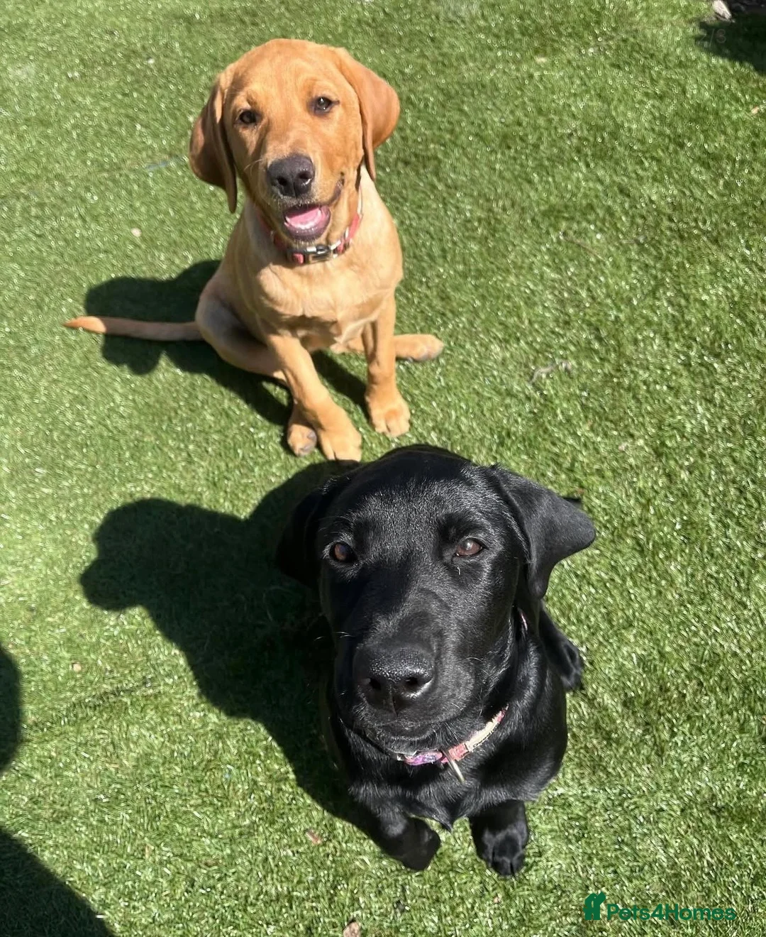 Labrador Retriever dogs for sale: Rehoming 2 Sister Labrador’s  - Advert 2