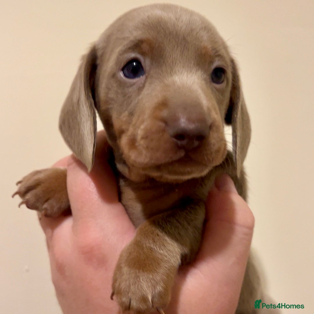Miniature Dachshund dogs for sale: 🐾Beautiful kc mini dachshund pups ready 20 Dec🐾 - Advert 13