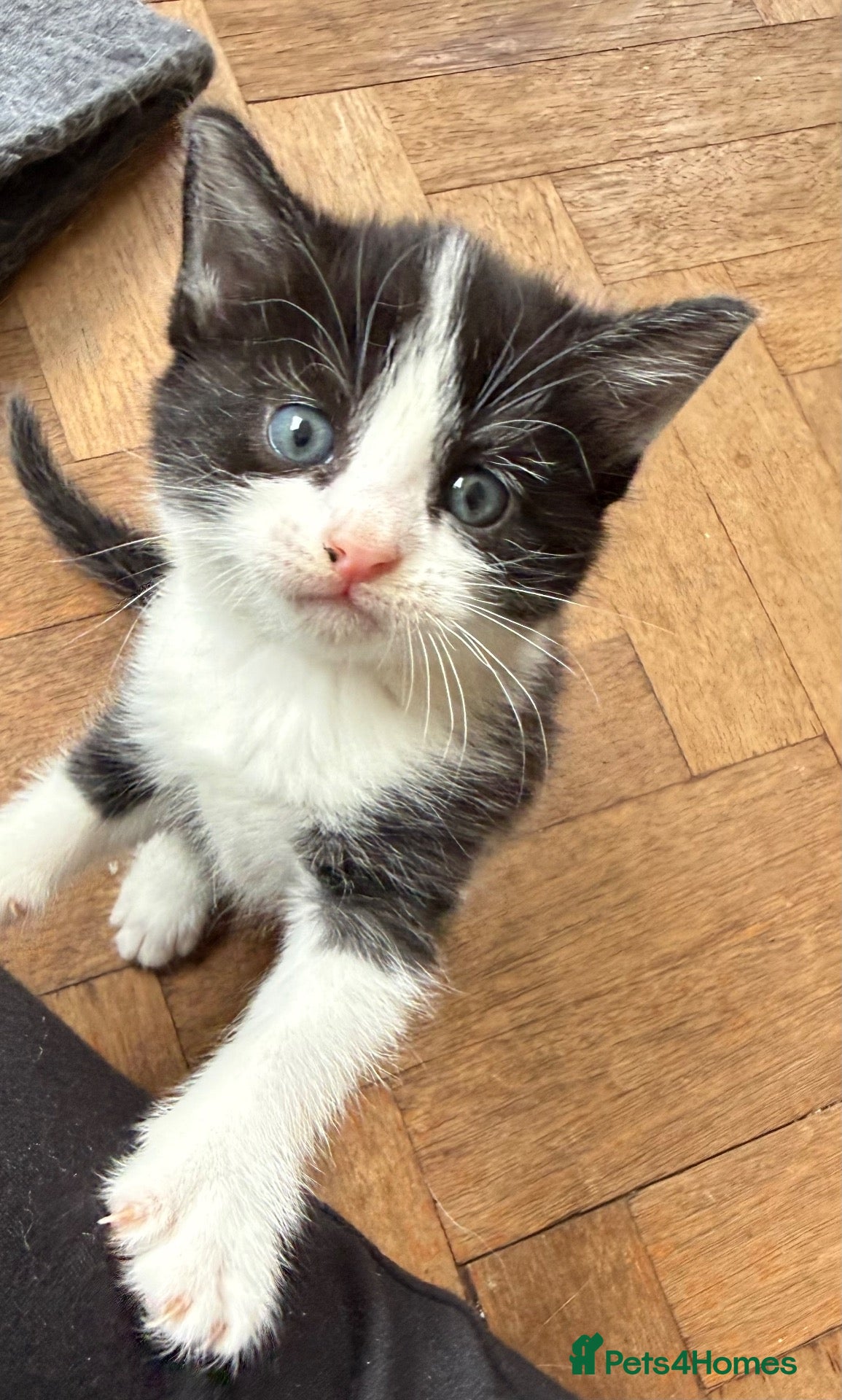 Mixed Breed cats Ready this weekend. Beautiful litter of kittens  - Advert 12