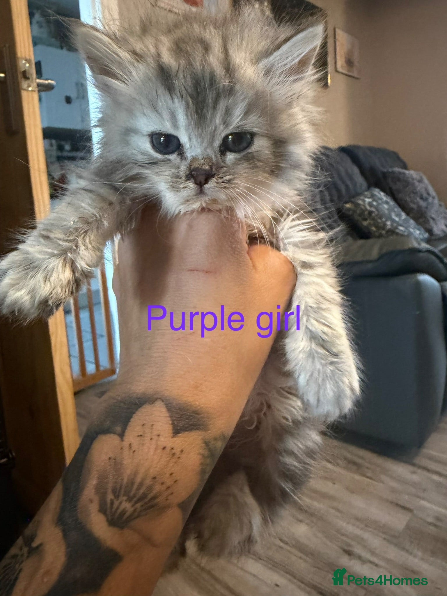 Persian cats I have 4 Persian cross Maine coon kittens - Advert 1