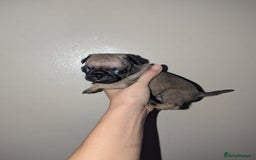 Pug dogs for sale: Pug puppies  - Image 6