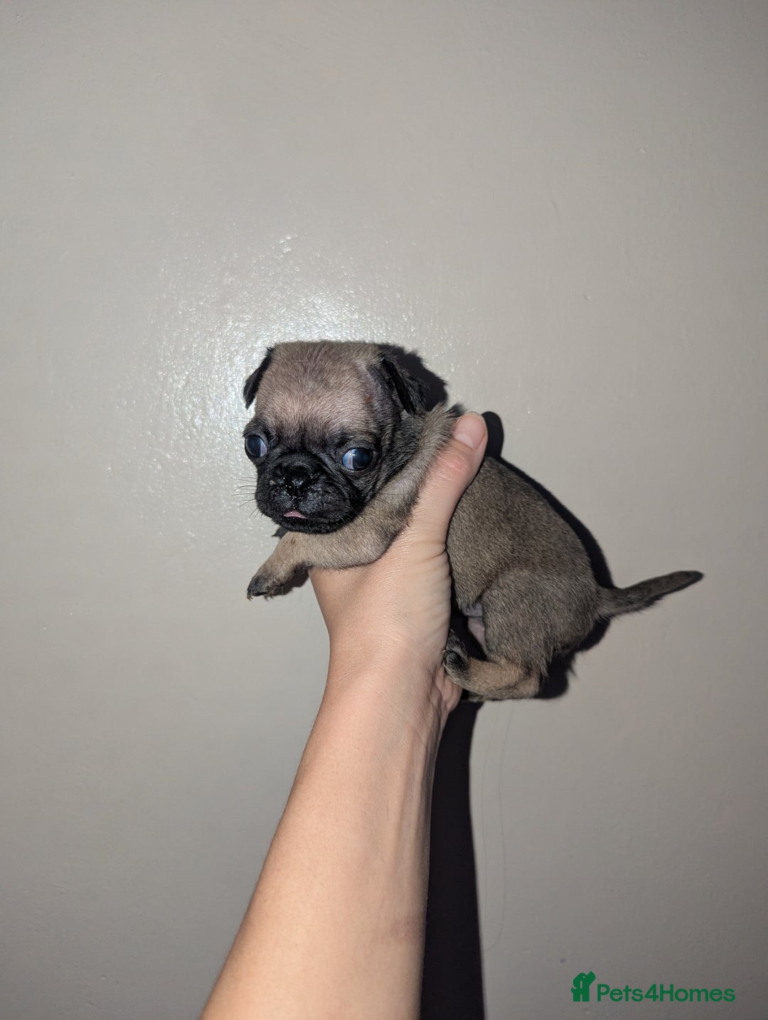 Pug dogs for sale: Pug puppies  - Image 6