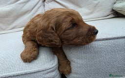 Goldendoodle dogs for sale: Beautiful F1B Goldendoodle Puppies DNA tested - Image 14