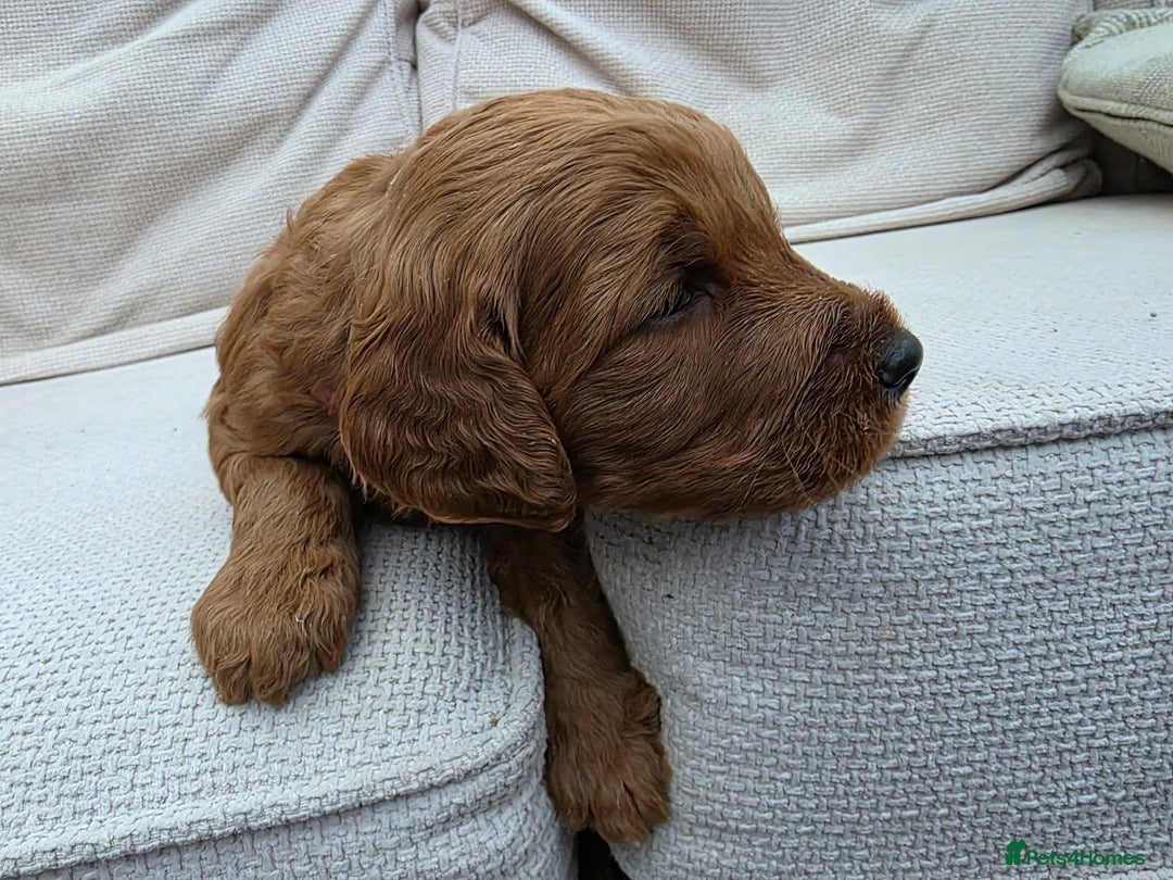 Goldendoodle dogs for sale: Beautiful F1B Goldendoodle Puppies DNA tested - Image 14