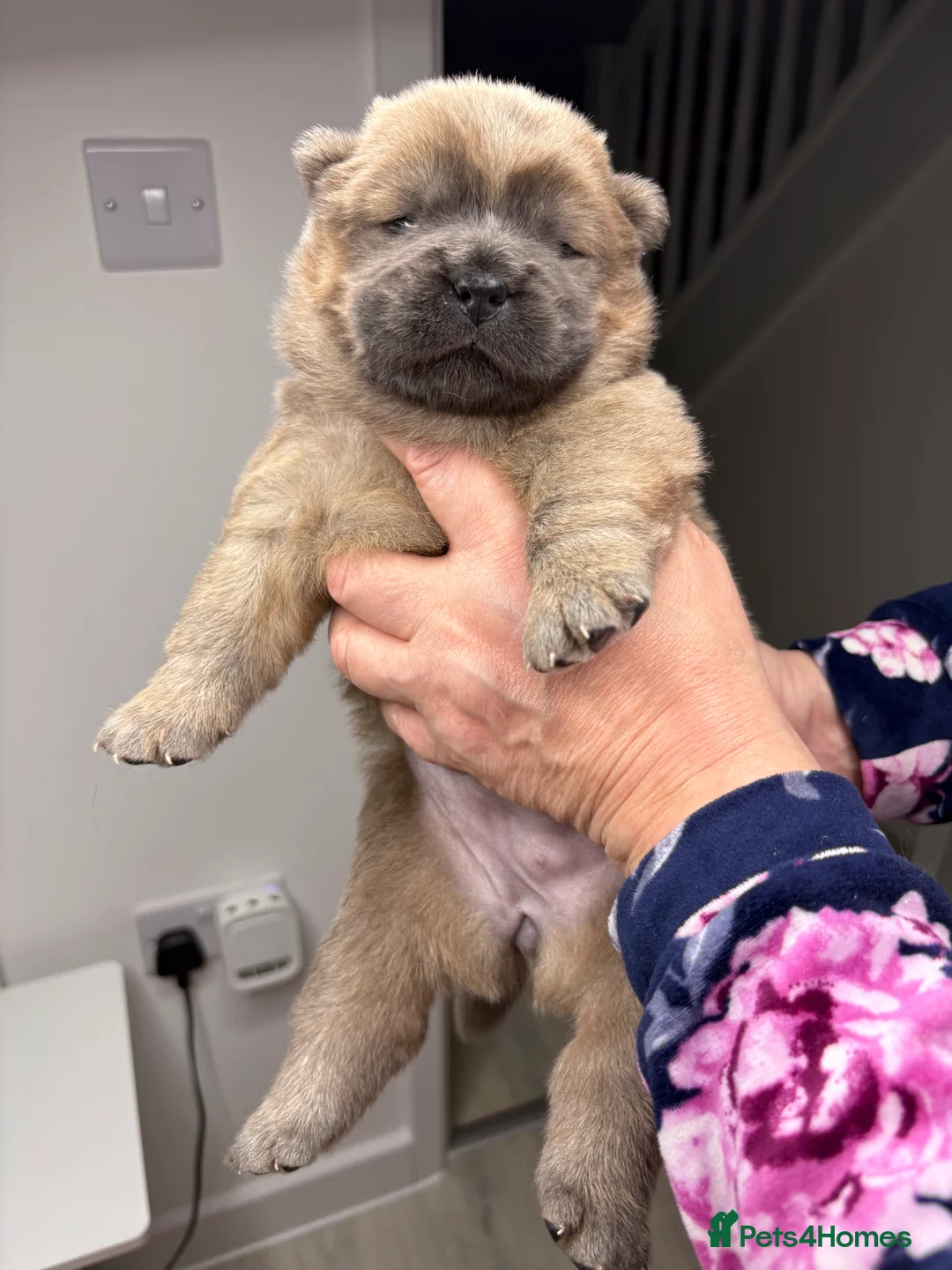 Chow Chow dogs for sale: 4 gorgeous chow chow’s - Advert 6