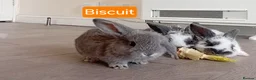 Mini Lop rabbits for sale: 4 adorable babies  - Advert 2