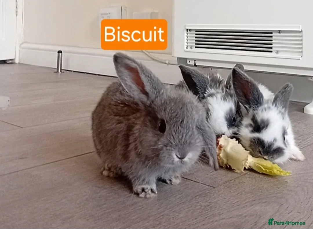 Mini Lop rabbits for sale: 4 adorable babies  - Advert 2