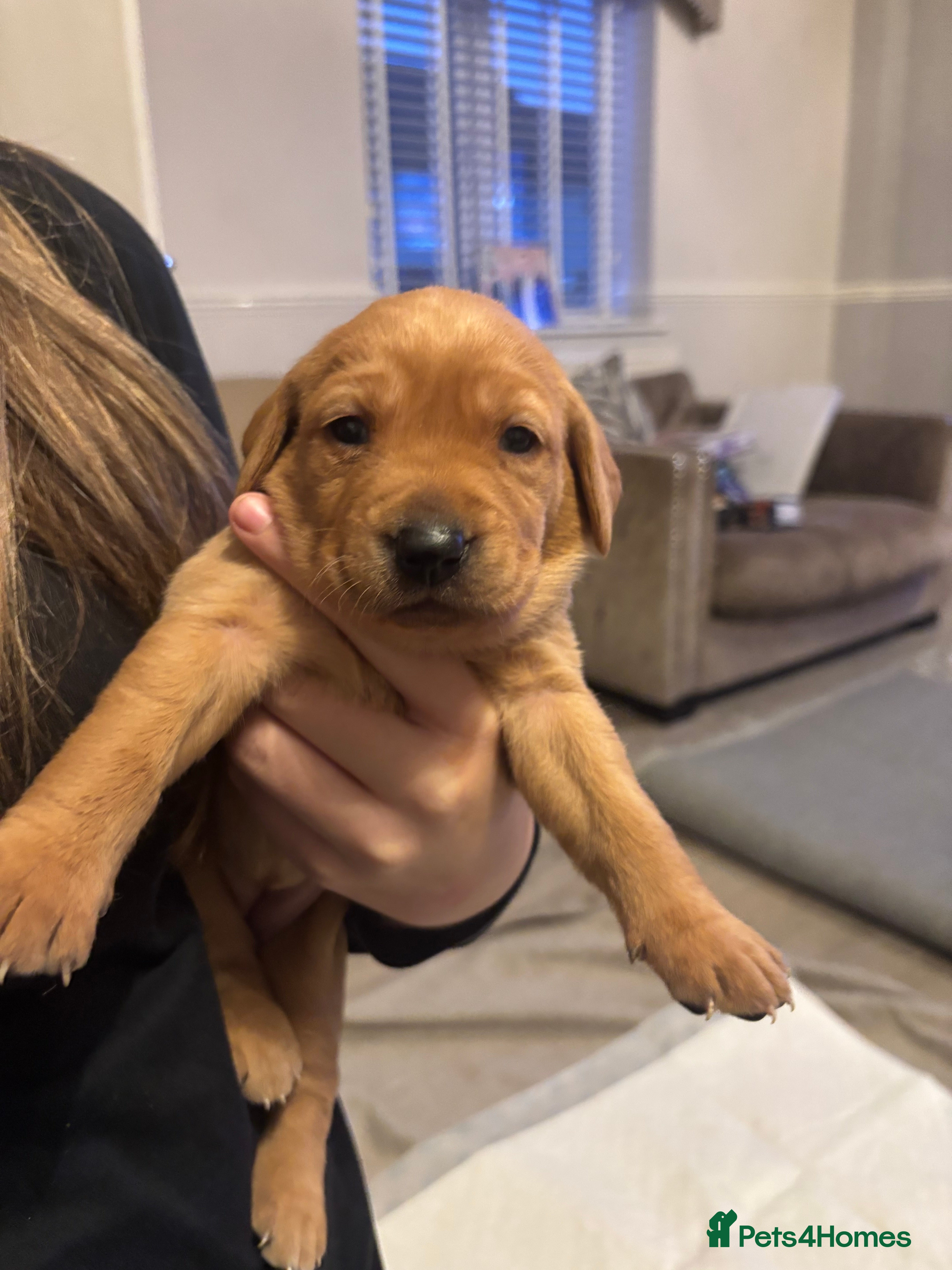 Labrador Retriever dogs 7 beautiful Labrador puppies red and black  - Advert 13