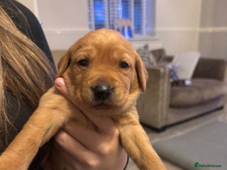 Labrador Retriever dogs 7 beautiful Labrador puppies red and black - Advert 13