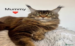 Maine Coon cats for sale: Champions - Bloodline Purebred Maine Coon Kittens  - Image 13